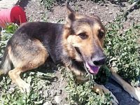 Noah, sensibel und menschenbezogen