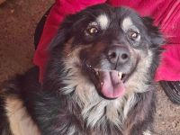 Laika, lebenslustig und menschenbezogen