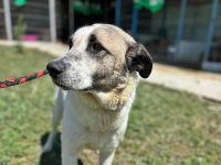 Santo, auf der Suche nach seinen Menschen