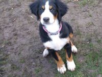 Berner Sennenhund Welpen