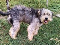 Akira, Handicap Hund