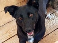 Blacky sucht sein..für immer Zuhause