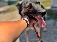 Darky, ruhig und geduldig