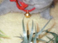 Reinrassige BKH Teddy Kitten in Grau/Blue ! ! !