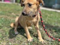 Ella, freundlich, lieb, aber ängstlich gegenüber Fremden