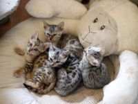 Gesunde Bengalkitten aus seriöser Hobbyzucht mit HCM frei geschallten Eltern