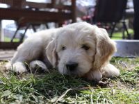 Golden Doodle Welpen