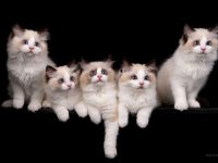 Cattery von Chawerim