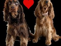 Wurfankündigung Englisch Cocker Spaniel