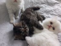 Reinrassige Perser Kitten