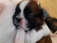 Shih tzu Welpen reinrassig