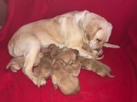 Reinrassige Labradorwelpen in Foxred