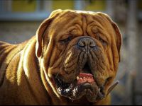 Reinrassiger Bordeaux Doggen Deckrüde zur Hobbyzucht