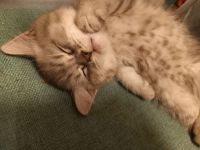 Bkh britischekurzhaar katzen kitten