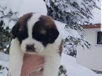 Giant aziz bernard yavrular