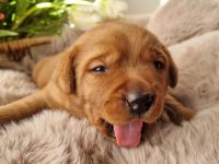 Labrador Foxred Welpen