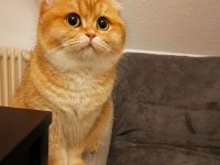 Britisch kurzhaar black golden shaded ny 11 und black golden tipped ny 24