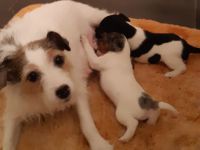 Parson Jack-Russell-Terrier-Welpen
