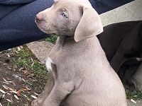 Drei Labrador Welpen suchen eine neue Familie