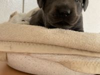 Labradorwelpen in der schönen Farbe charcoal mit Papieren