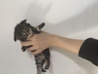 Wunderschöne reinrassige Maine Coon Kitten