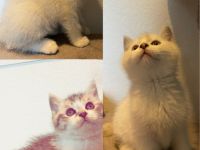BKH Kitten weiß mit blauen Augen