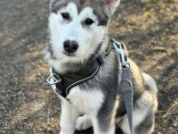 Husky mischling