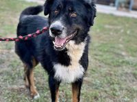 Jack(2), sucht einen Gnadenplatz