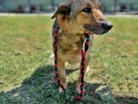 Jo, freundlicher und sozialer Oldie