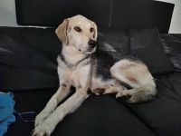 Indra, auf einer Pflegestelle