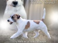 Jack Russell Terrier aus VDH / Klub für Terrier Zucht
