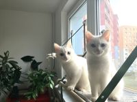 Zwei weiße Mischlingskatzen