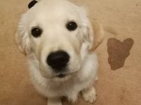 Golden Retriever Welpen sind da und dürfen nun besucht werden!