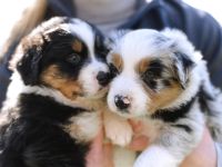 Australian Shepherd Welpen