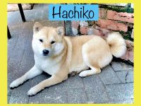 Shiba inu deckrüde