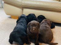 Labrador Welpen reinrassig