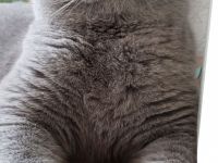 Reinrassiger BKH Deckkater mit bernsteinfarbenen Augen