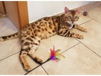 Reinrassiger Deckkater mit Stammbaum