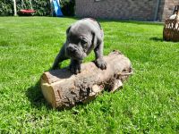Cane Corso Welpen
