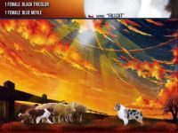 Reinrassige Australian Shepherd Welpen