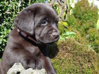 Labradorwelpen braun