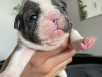 Französische Bulldogge welpen