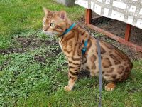 Bengal Zuchtkater mit Stammbaum (bisher unkastriert)