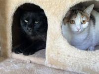 Carbón und Chica, FeLV positiv