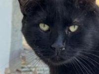 Carbón, FeLV positiv