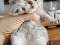 Reinrassige BKH Kitten