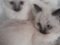 Siam kitten
