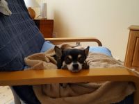 Frankfurter Fellnasen die Hundetagesstätte für Kleine Hunde