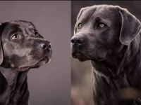 Charcoal Labrador Welpen