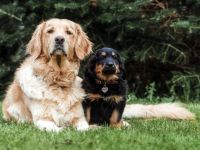 Hovawart Welpen aus dem G-Wurf vom Leuchtfeuer